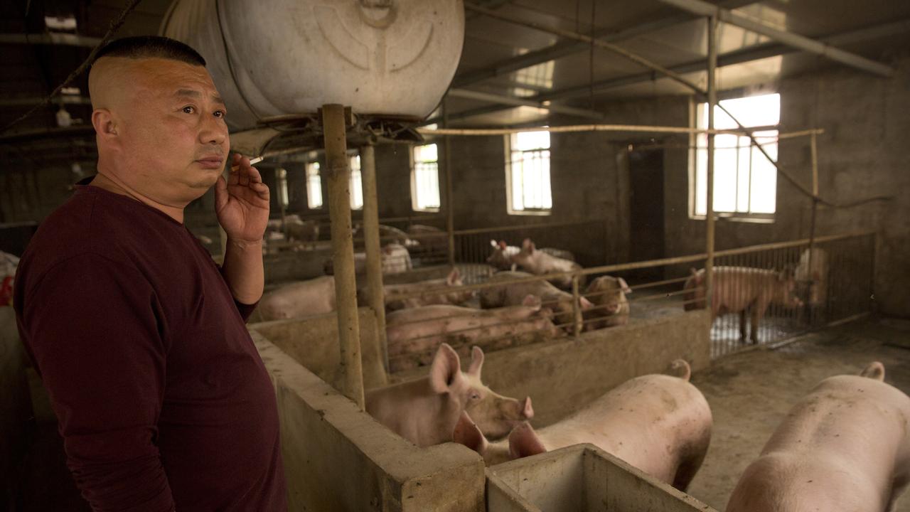 Pork stocks in Asia have been decimated by the African swine virus. Picture: AP/Mark Schiefelbein