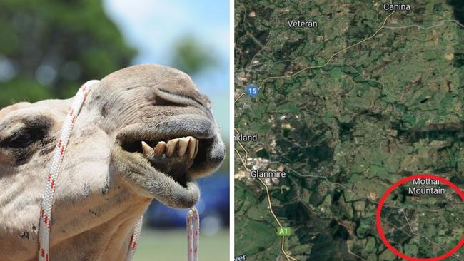 Splice - One person has been taken to Gympie Hospital after being trampled by a camel at a Mothar Mountain property on December 24, 2022