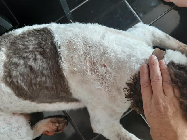 Mark French's dog Patch was left traumatised by a brutal attack from a bull-mastiff.