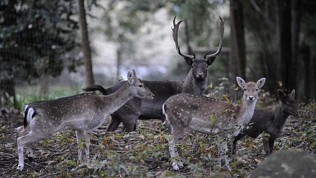 Deer will be culled by professional shooters in three Yarra Ranges parks to protect endan