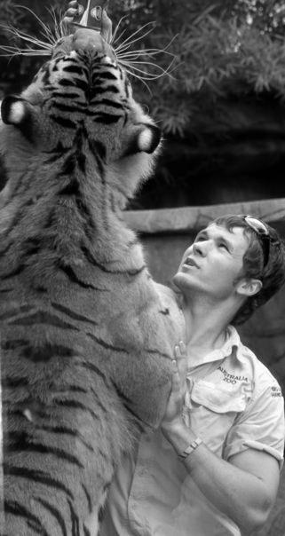 Vaughan King handling a  big cat at Australia Zoo. Picture: Contributed