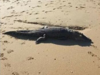 Croc carcass removed as authorities reveal cause of death