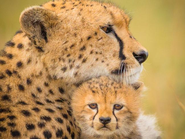 MUST NOT PUBLISH BEFORE SATURDAY MAY 7TH MUST CREDIT SOLENT This attention-seeking little cheetah cub nestles his head beneath his mother's chin (PICTURED), pestering for affection. The female, who is busy guarding her cubs from prey, ignores the three-month-old youngster. Refusing to give up, the tiny troublemaker jumps onto her back and clings on tight with both paws Iris Iris Braun followed this family of cheetahs through Masai Mara National Reserve, Kenya, for five days to capture these images. © Iris Braun/Solent News & Photo Agency UK +44 (0) 2380 458800