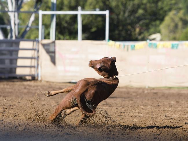 The animal coalition is also seeking an end to calf roping in Queensland rodeos. Picture: Supplied