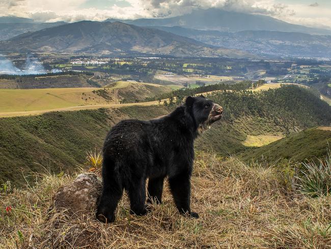 Spectacled bear’s slim outlook by Daniel Mideros, Ecuador Winner, Animals in their Environment Daniel Mideros takes a poignant portrait of a disappearing habitat and its inhabitant.