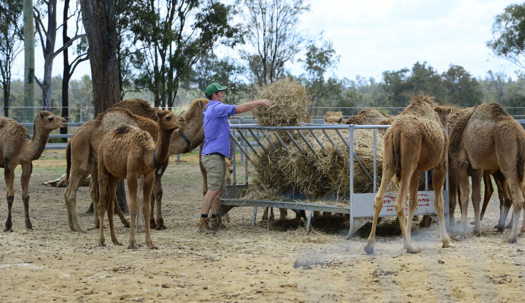 Camels at the Australian Wild Camel Corporation and Australia's largest camel dairy farm at Harrisville. Picture: David Nielsen