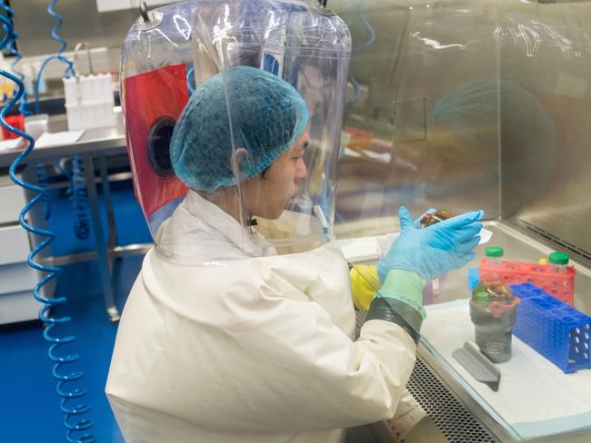 Scientists inside a Wuhan lab were reportedly “bitten” by bats and “spattered” with blood. Picture: AFP