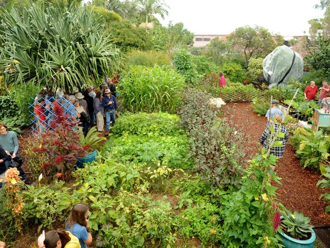 <h2>BELLIS-IMO</h2> Take a look through Bellis, the Wynnum garden of Australian Gardening presenter Jerry Coleby-Williams on Saturday and Sunday and get some tips and ideas on how to live a greener life. <a href=