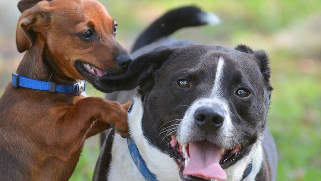 West Torrens Council is relieved there is no threat to dogs being exercised at a Torrensville reserve.