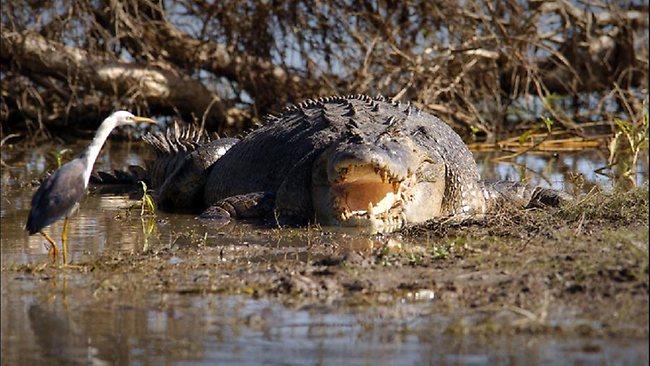 crocodile NT billabong