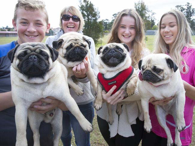 Joel Redford, Melissa Redford, Amy Shipton and Georgia Robinson with their pugs at the Campbelltown Pug Club meet and greet.