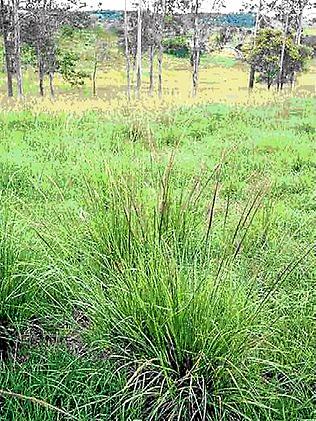 The much-feared weed that may be winning Gympie Region war | The ...