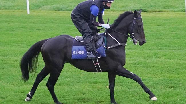 Sir Dragonet (IRL) ridden by James Winks during trackwork at Moonee Valley Racecourse last Saturday. Photo: Scott Barbour/Racing Photos via Getty Images.