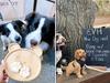 Where dog food is on the menu at Sydney venues