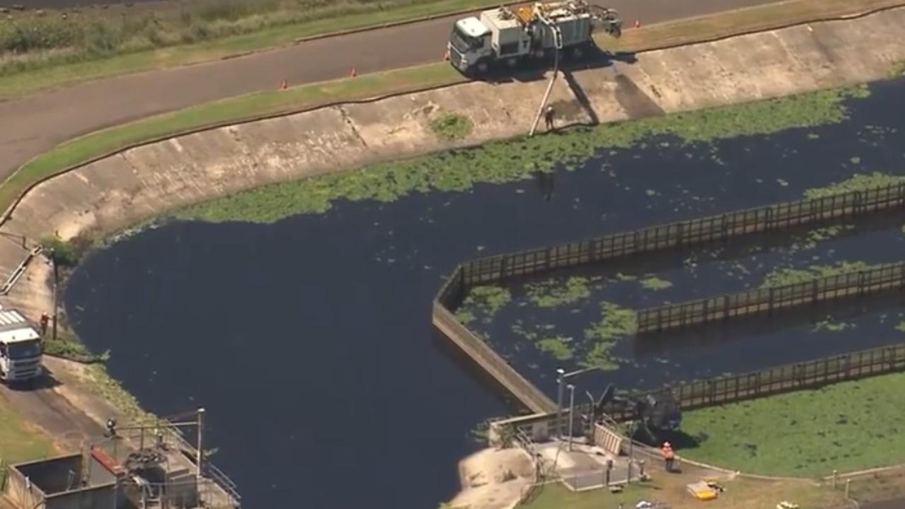 Ponds at the Sydney Water recycling plant in Warwick Farm have been covered in the weed frogbit. Picture: Nine News