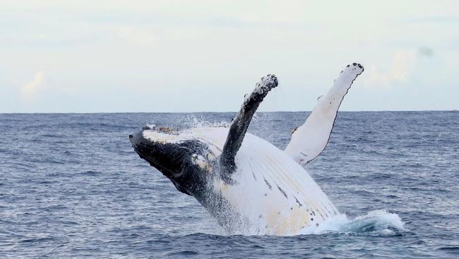 Shelley Macleod captured breathtaking photos of a whale breaching the water at Wineglass Bay a couple days ago. PHOTO: Shelley Macleod, Instagram