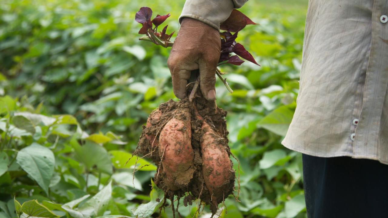 Potatoes were allegedly fired or thrown at people from a passing car on West Coast Dr.