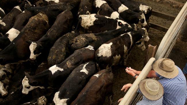 Warrnambool saleyard was one of several to close in the past 20 years. It closed in 2023. Picture: ANDY ROGERS