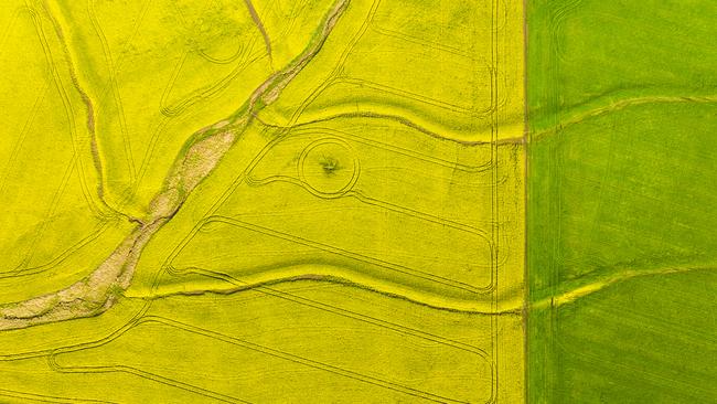 The high oil content of Australia’s canola crop makes it ideal for sustainable aviation fuel.