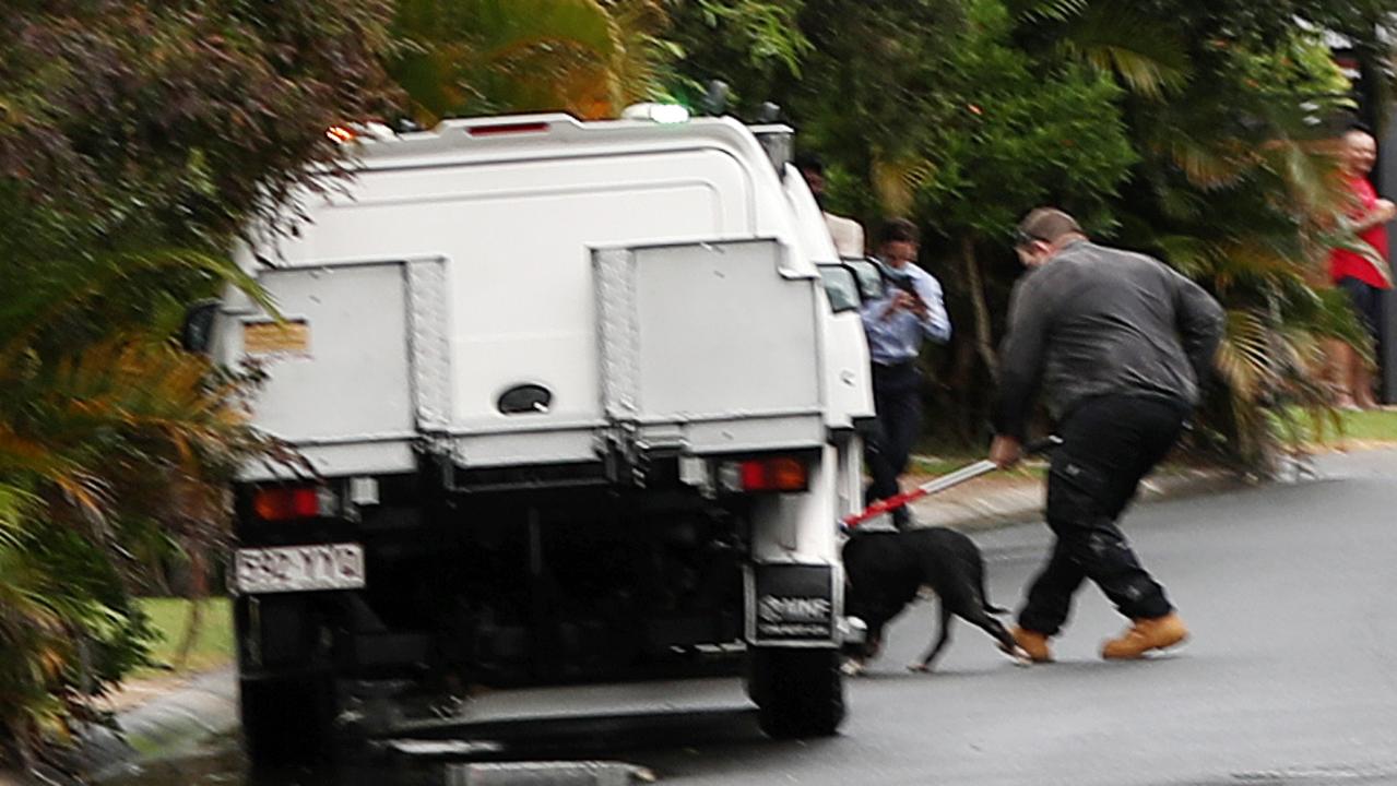 A dog is seized by Gold Coast City Council officers after a horrific attack at Varsity Lakes. Picture: Nigel Hallett