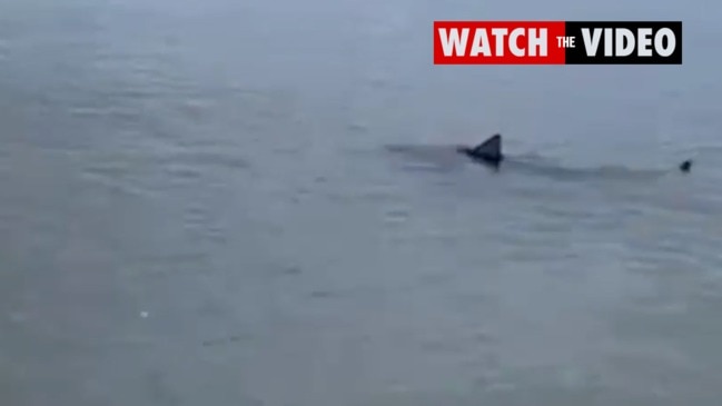 Shark spotted at popular Melbourne beach