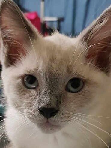 Our 10 week old rescue kitten Coconut. Picture: KC Warren.