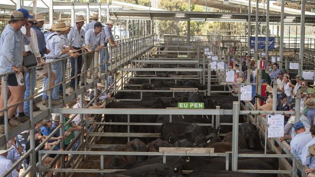 Buyers line the rails at the Hamilton calf sale on Monday. Picture Zoe Phillips