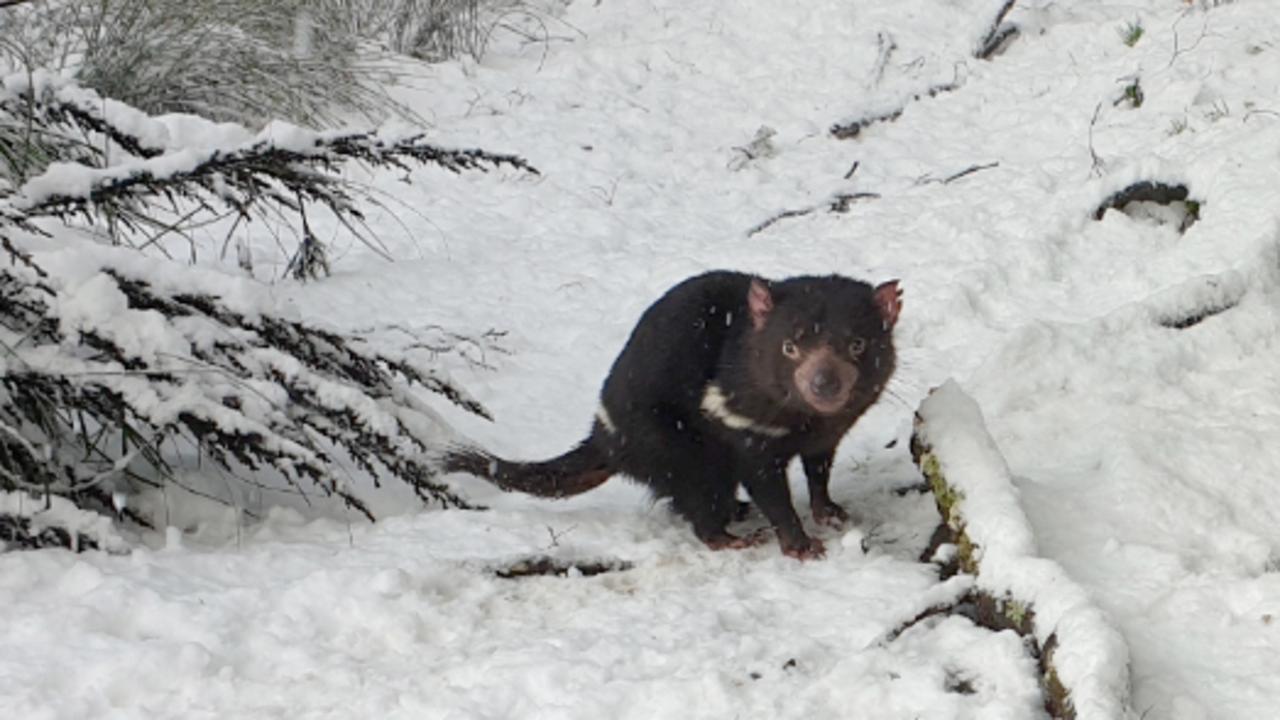 Devils in the snow at Devils@Cradle at Cradle Mountain.  Picture: DEVILS@CRADLE