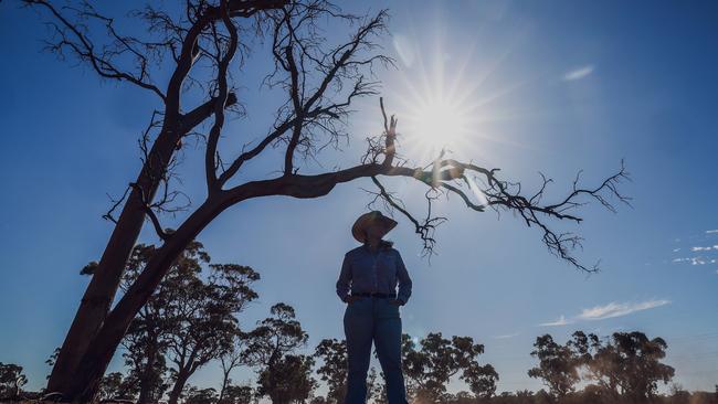 Claire Koch, drought at Penola. Pic: Nicole Cleary