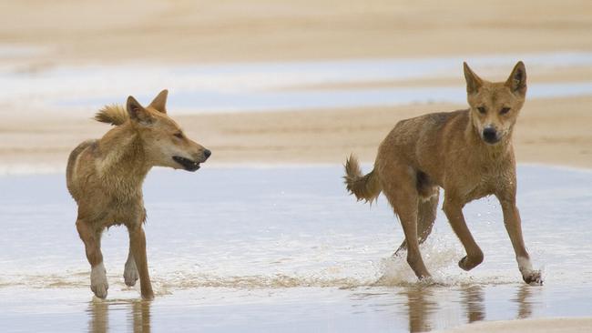 EURONG BEACH RESORT, FRASER ISLAND, QLD  ..  for story by John Wright  ..   Dingos pictured at the water's edge of the beach