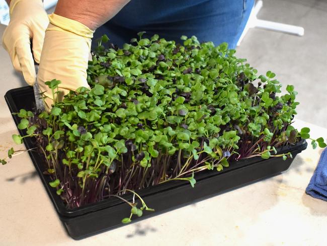 Silent Grove Organics owner Kerri Carroll harvesting microgreens in her Mount Ossa grow shed. Photo: Zoe Devenport