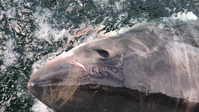 A 3.2m female great white shark that was caught in a shark net at Sharpes Beach in Ballina.