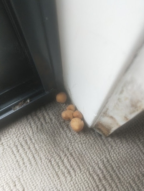 Mushrooms growing at one of the units.