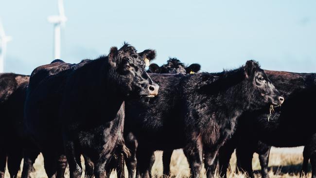 Demand for beef across the globe could decline this year. Photo by Chloe Smith.