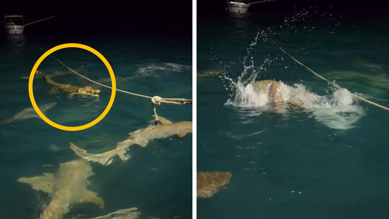 Amazing footage shows sharks swam croc