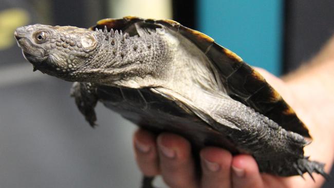 Passenger disguises pet turtle as KFC burger to get it on a flight ...