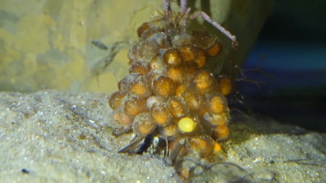 Tiny red handfish hatchlings a lifeline for world's rarest fish