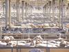 Lamb market given confidence boost