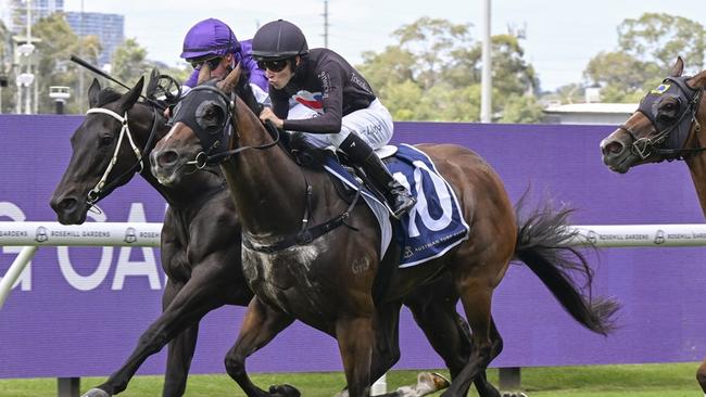 Rush Attack can bounce back to form when he steps out at Newcastle. Picture: Bradley Photos