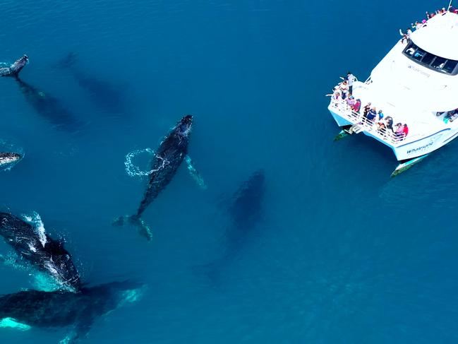 Whalesong Cruises Hervey Bay are in the running for a Customer Service award - Whale tours photo supplied by Whalesong cruises.