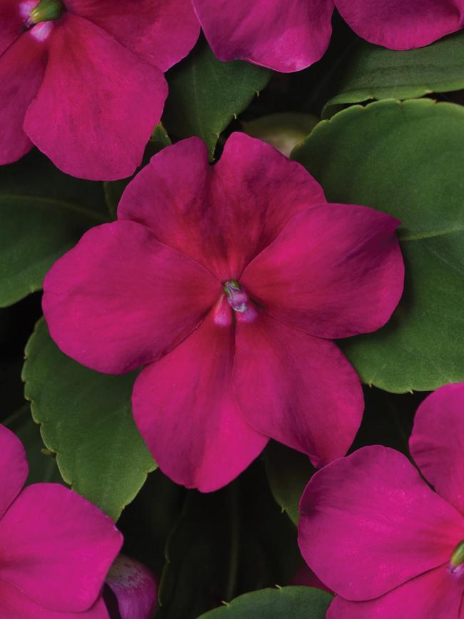 Beacon Bright Violet impatiens.