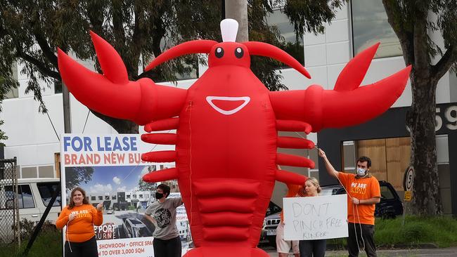 It’s not the first time the Lobster had made an appearance. NCA NewsWire / Ian Currie