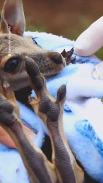 Wallaby given knitted pouch to live in