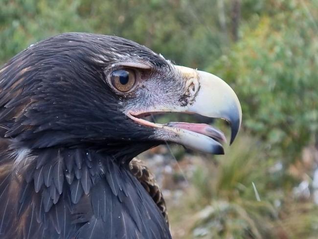 Capturing a wedge-tailed eagle nestling