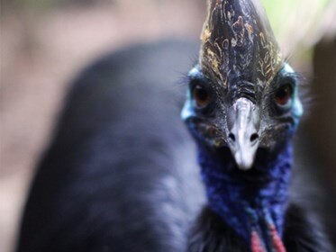 Southern Cassowary Princess celebrating his 20th birthday. Cassowary generic.