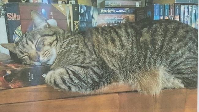 RSPCA WA is calling for information after a much-loved family cat was found deliberately killed., Tiger Tim, a four-year-old tabby male, was spotted in the Swan River in Bayswater by a member of the, public at around 6pm on Thursday 24 August., City of Bayswater rangers attended the scene at the jetty at the end of Memorial Drive, but it was too dark, to see the cat against the jetty. They returned on Friday morning and retrieved him. Picture: Supplied via NCA NewsWire