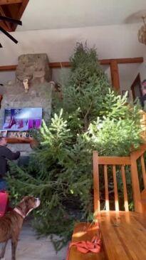 Family underestimate their giant Christmas tree unveiling at home