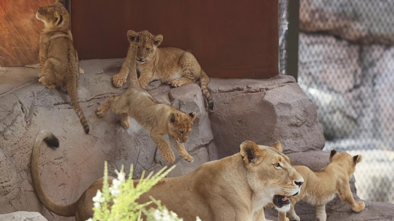 Taronga Zoo's lion cubs can be viewed by the public for the first time since being born in August. Picture: Toby Zerna