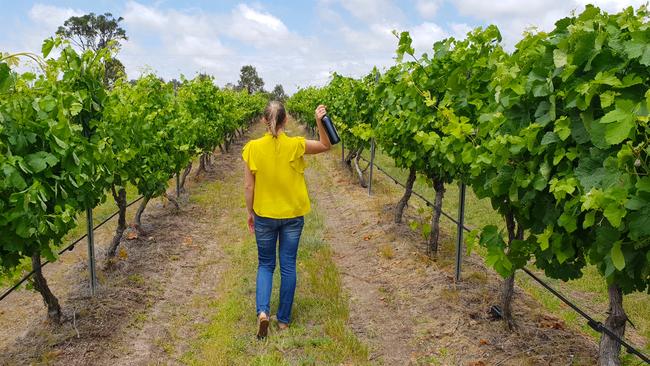 A walk among the vines at Jester Hill Wines, Stanthorpe.