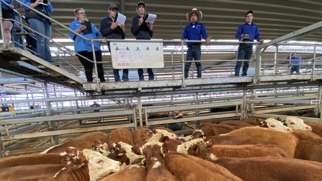 This pen of 19 Hereford heifers, 14-15 months and 363kg made $550 or 152c/kg at a recent Wodonga store cattle sale where values have been slashed due to El Nino fears.